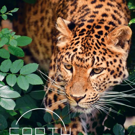 Imagen de juego de mesa: «Earth: Reino Animal»