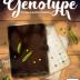 Imagen de juego de mesa: «Genotype»