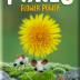 Imagen de juego de mesa: «Pixies: Flower Power»