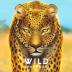 Imagen de juego de mesa: «Vida Salvaje: Serengueti»